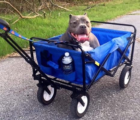 Portable 20LBS Outdoor Utility Folding Wagon Cart for Camping and Beach Fun